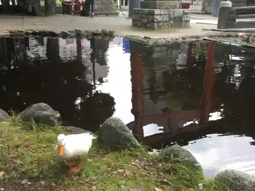 平塚八幡宮の動物