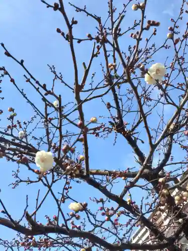 町田天満宮の自然
