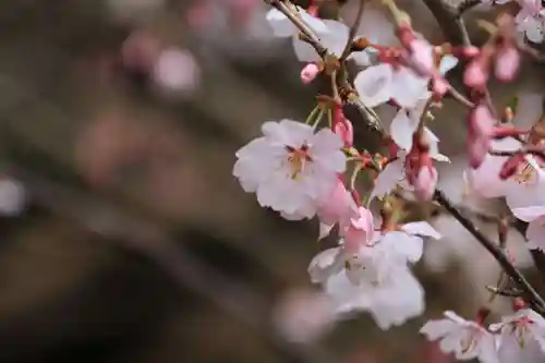 鹿島大神宮の自然