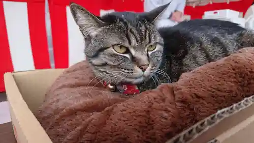 前玉神社の動物