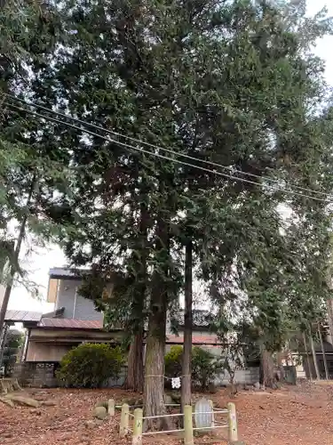 両之木八幡宮の自然