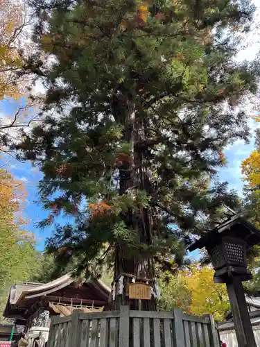 諏訪大社下社秋宮(長野県)