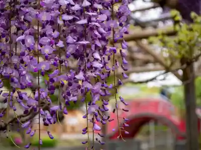 亀戸天神社(東京都)