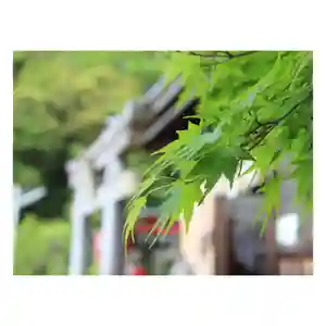 岐阜稲荷山本社の自然(2022年04月19日(火) 08時10分56秒投稿)