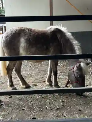 平塚八幡宮(神奈川県)