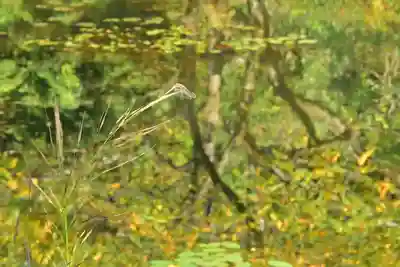 郡殿の池弁財天社(新潟県)