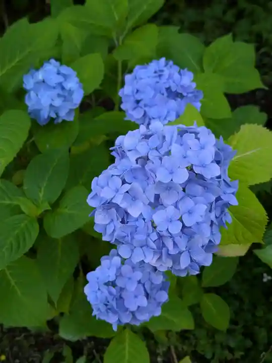 本土寺(千葉県)