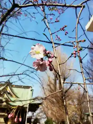諏訪神社(東京都)