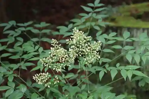 鹿島大神宮の自然