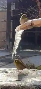 大聖護国寺の動物(2022年02月03日(木) 10時20分56秒投稿)