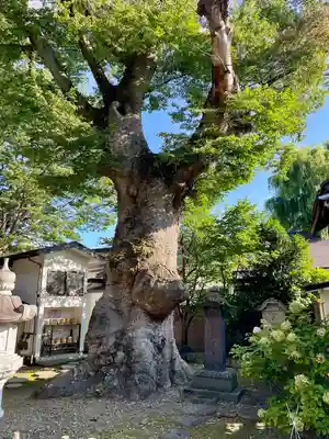実成寺(福島県)