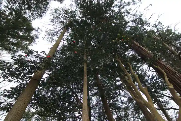 阿久津「田村神社」(郡山市阿久津町)旧社名:伊豆箱根三嶋三社の自然