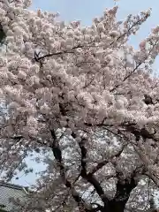 満願寺の自然