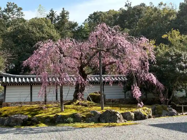 西芳寺の{uncategorized: "未分類", other: "その他", undefined: "問題あり", building: "その他建物", grave: "お墓", sacred_gate: "鳥居", guardian: "狛犬", statue: "像", buddha: "仏像", history: "歴史", nature: "自然", garden: "庭園", animal: "動物", pagoda: "塔", temizu: "手水舎", mountain_gate: "山門・神門", sanctuary: "本殿・本堂", subordinate: "末社・摂社", art: "芸術", scenery: "景色", jizo: "地蔵", ema: "絵馬", goshuin: "御朱印", omikuji: "おみくじ", items: "授与品その他", amulet: "お守り", goshuincho: "御朱印帳", eats: "食事", festival: "お祭り", votive_dance: "神楽", shichigosan: "七五三参", wedding: "結婚式", experience: "体験その他", initially: "初詣", around: "周辺", anti_infection: "感染症対策"}