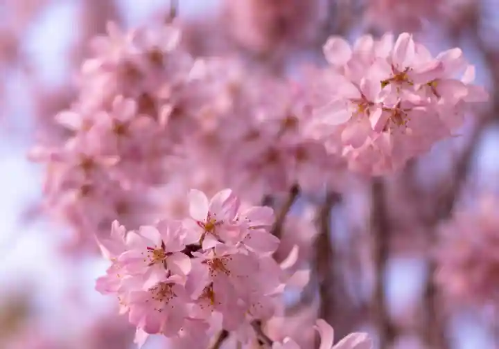 平野神社(京都府)
