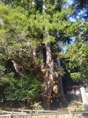 八坂神社(高知県)