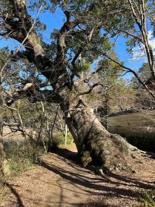 薦神社(大分県)