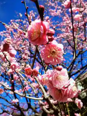 妙法寺(東京都)
