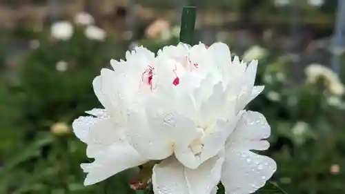 金蛇水神社(宮城県)