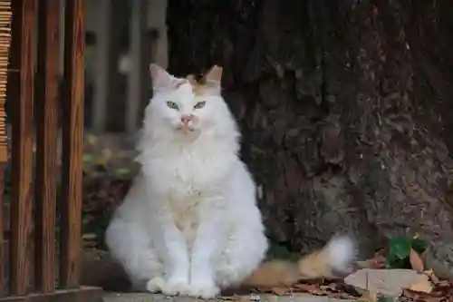 阿邪訶根神社の動物