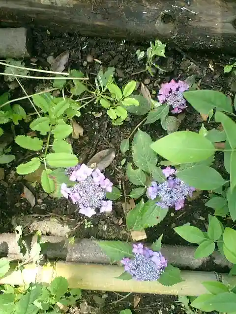 御霊神社の自然