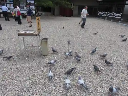 出雲大社の動物