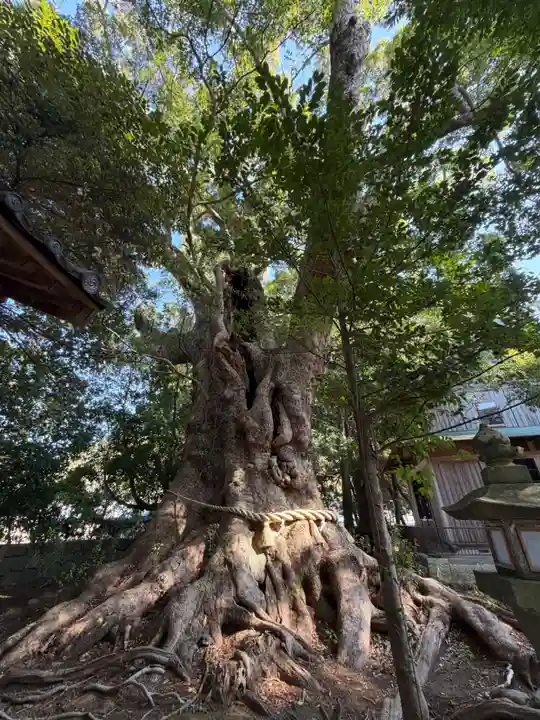 川津来宮神社(静岡県)