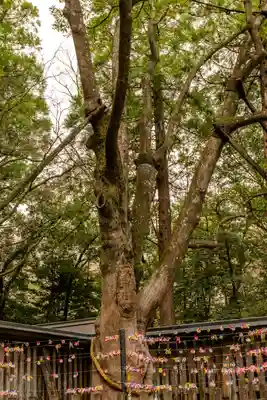天岩戸神社(宮崎県)