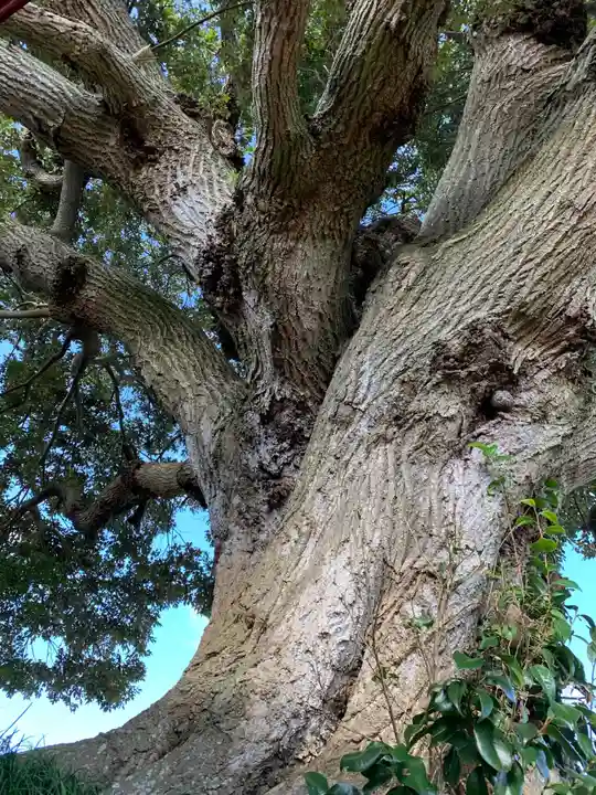 稲荷神社の自然