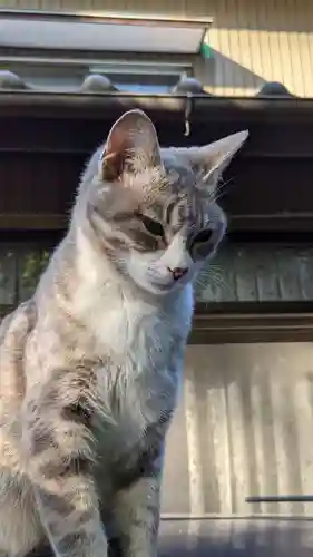 玉野御嶽神社の動物