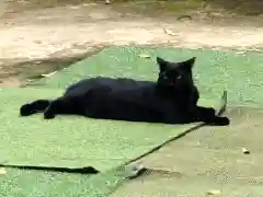 王子神社の動物