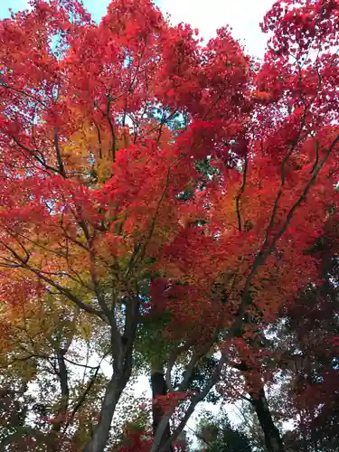 賀茂別雷神社（上賀茂神社）(京都府)