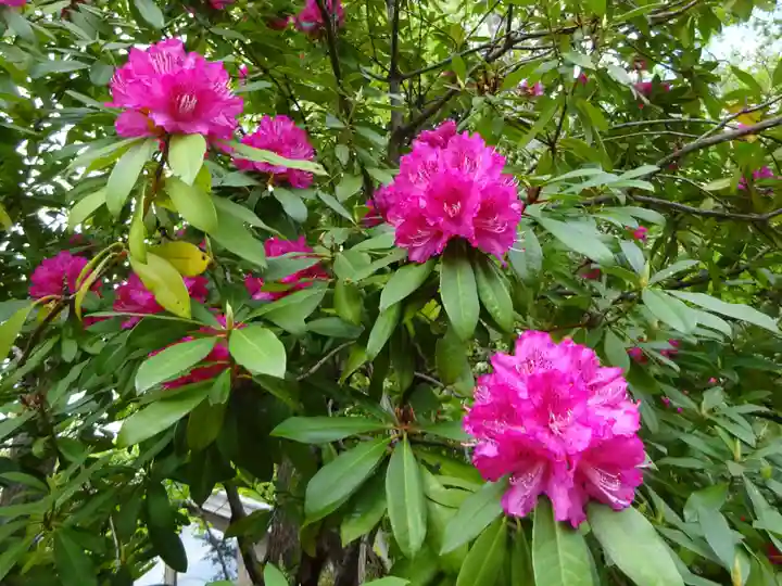 野津田薬師堂(福王寺)の自然