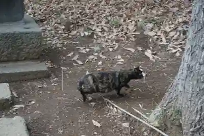 天形星神社の動物