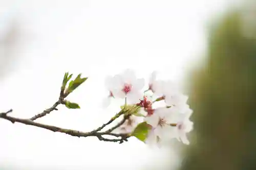 神谷稲荷明神社の自然