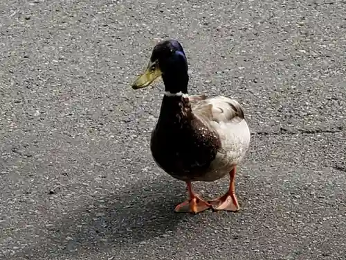北鎮安全神社の動物