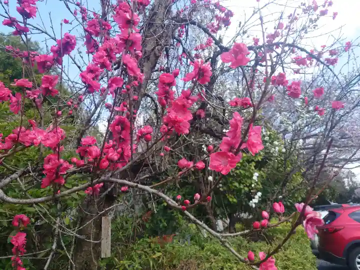 櫻木神社の{uncategorized: "未分類", other: "その他", undefined: "問題あり", building: "その他建物", grave: "お墓", sacred_gate: "鳥居", guardian: "狛犬", statue: "像", buddha: "仏像", history: "歴史", nature: "自然", garden: "庭園", animal: "動物", pagoda: "塔", temizu: "手水舎", mountain_gate: "山門・神門", sanctuary: "本殿・本堂", subordinate: "末社・摂社", art: "芸術", scenery: "景色", jizo: "地蔵", ema: "絵馬", goshuin: "御朱印", omikuji: "おみくじ", items: "授与品その他", amulet: "お守り", goshuincho: "御朱印帳", eats: "食事", festival: "お祭り", votive_dance: "神楽", shichigosan: "七五三参", wedding: "結婚式", experience: "体験その他", initially: "初詣", around: "周辺", anti_infection: "感染症対策"}