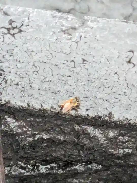 朝日稲荷神社の動物