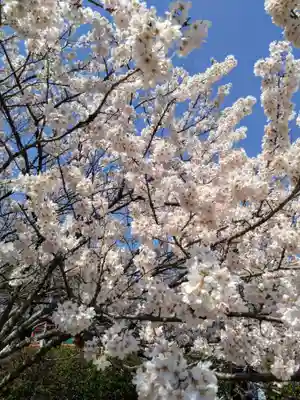 富士山本宮浅間大社(静岡県)