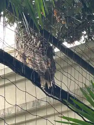 柏諏訪神社(千葉県)