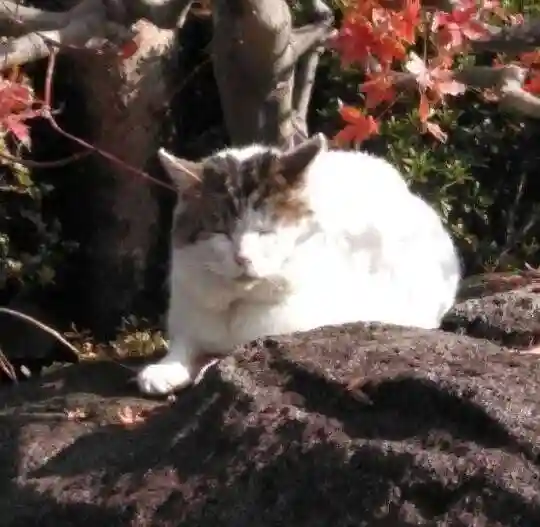 天池庵(久保山 円覚寺)の動物