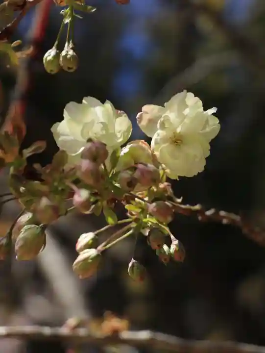 金櫻神社の{uncategorized: "未分類", other: "その他", undefined: "問題あり", building: "その他建物", grave: "お墓", sacred_gate: "鳥居", guardian: "狛犬", statue: "像", buddha: "仏像", history: "歴史", nature: "自然", garden: "庭園", animal: "動物", pagoda: "塔", temizu: "手水舎", mountain_gate: "山門・神門", sanctuary: "本殿・本堂", subordinate: "末社・摂社", art: "芸術", scenery: "景色", jizo: "地蔵", ema: "絵馬", goshuin: "御朱印", omikuji: "おみくじ", items: "授与品その他", amulet: "お守り", goshuincho: "御朱印帳", eats: "食事", festival: "お祭り", votive_dance: "神楽", shichigosan: "七五三参", wedding: "結婚式", experience: "体験その他", initially: "初詣", around: "周辺", anti_infection: "感染症対策"}