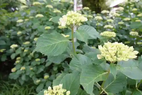 矢田寺の自然