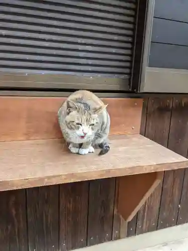 八幡社（柏井町）の動物