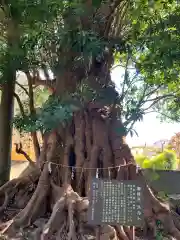 下多賀神社の自然