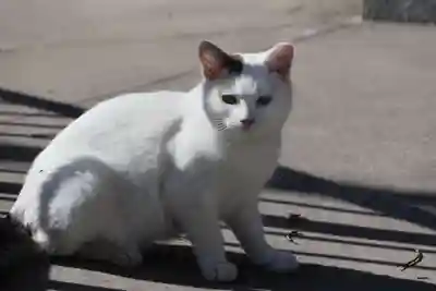 長屋神社の動物