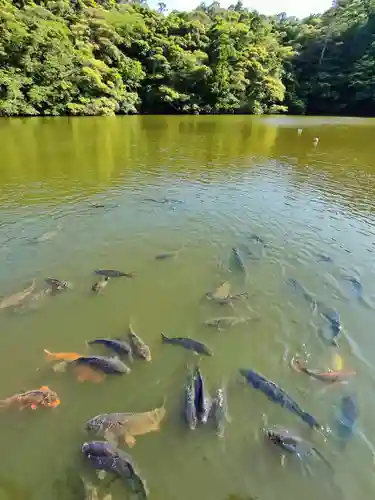 賢沼寺（沼ノ内弁財天）の動物