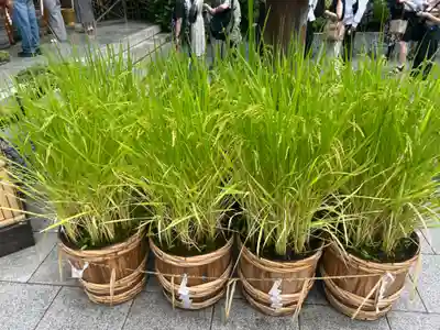 東京大神宮(東京都)