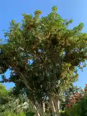 新羽杉山神社の自然