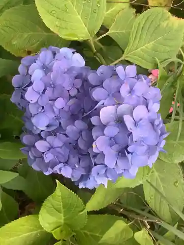 清洲山王宮　日吉神社の自然